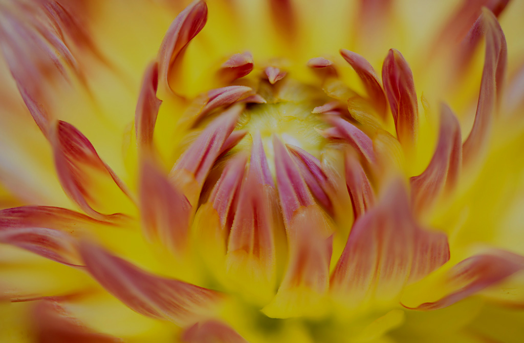 Blüte gelb