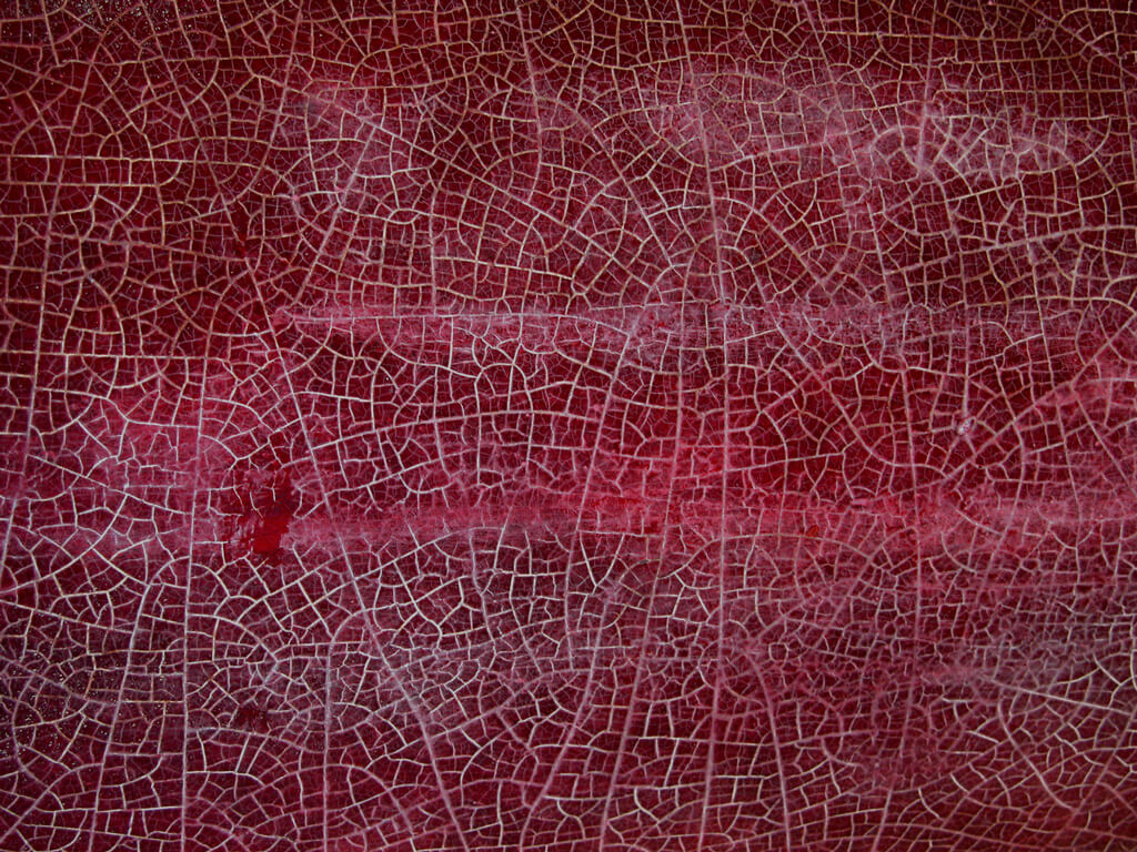 Blattstruktur weinrot